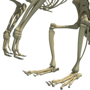 rat-skeleton-3d-model-_14_